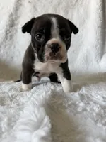 Liam, a male Boston Terrier for sale in Merced, CA – Photo 4 of 9