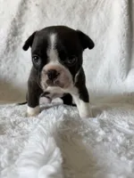 Liam, a male Boston Terrier for sale in Merced, CA – Photo 2 of 9