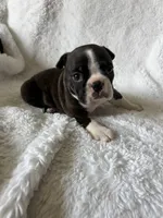 Liam, a male Boston Terrier for sale in Merced, CA – Photo 8 of 9