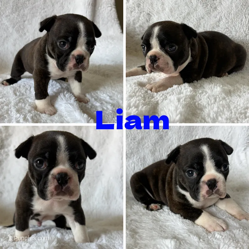 Liam – Boston Terrier puppy for sale in Merced, CA