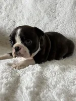 Liam, a male Boston Terrier for sale in Merced, CA – Photo 9 of 9