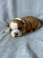 Cherry, a female Boston Terrier for sale in Merced, CA – 3 of 7