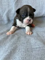 Brynn, a female Boston Terrier for sale in Merced, CA – 4 of 7