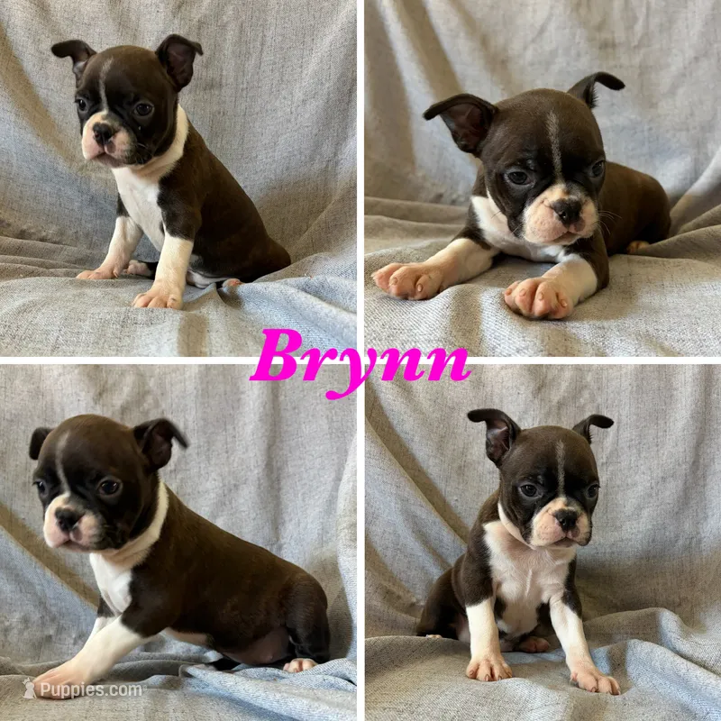 Brynn – Boston Terrier puppy for sale in Merced, CA