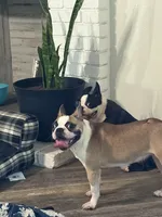 Fiona, a female Boston Terrier for sale in Merced, CA – 4 of 4