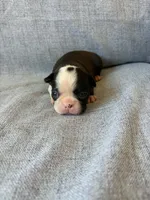 Aria, a female Boston Terrier for sale in Merced, CA – 7 of 7