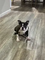 Angie, a female Boston Terrier for sale in Merced, CA – 4 of 4