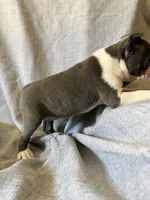 Brenda, a female Boston Terrier for sale in Merced, CA – 6 of 8