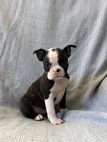 Aria, a female Boston Terrier for sale in Merced, CA – 3 of 5