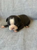 Ayla, a female Boston Terrier for sale in Merced, CA – 2 of 7