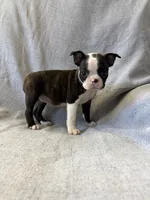 Aria, a female Boston Terrier for sale in Merced, CA – 4 of 5
