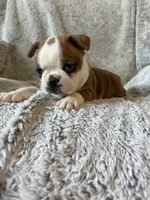 Dexter , a male Boston Terrier for sale in Merced, CA – 2 of 6