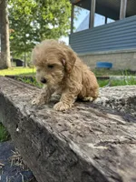 Peanut , a male Miniature Goldendoodle for sale in Graham, NC – 5 of 6