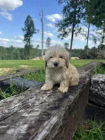 Fritzzy, a female Miniature Goldendoodle for sale in Graham, NC – 2 of 4