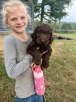 Brownie , a male Goldendoodle and Poodle - Standard  for sale in Morehead, KY – 3 of 3