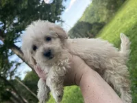 Bell , a female Miniature Goldendoodle for sale in Graham, NC – 5 of 5