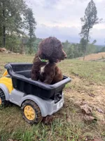 Coco, a male Goldendoodle and Poodle - Standard  for sale in Morehead, KY – 3 of 3