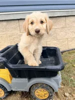 Pecan , a male Goldendoodle and Poodle - Standard  for sale in Morehead, KY – 1 of 3