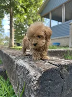 Princess, a female Poodle - Toy  and Miniature Goldendoodle for sale in Graham, NC – 2 of 3