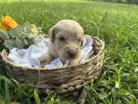 Remi, a male Goldendoodle for sale in Morehead, KY – 1 of 2