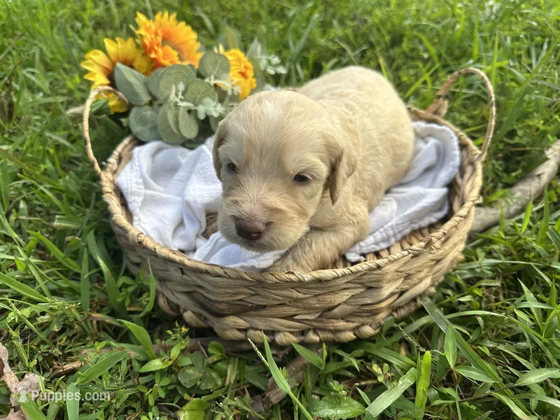 Remi – Goldendoodle puppy for sale in Morehead, KY