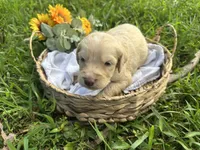 Remi, a male Goldendoodle for sale in Morehead, KY – 2 of 2