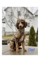 Blue , a male Miniature Goldendoodle for sale in Morehead, KY – 3 of 6