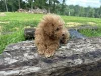 Charlie , a male Miniature Goldendoodle for sale in Graham, NC – 5 of 5