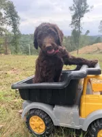 Nutmeg , a female Goldendoodle and Poodle - Standard  for sale in Morehead, KY – 2 of 3