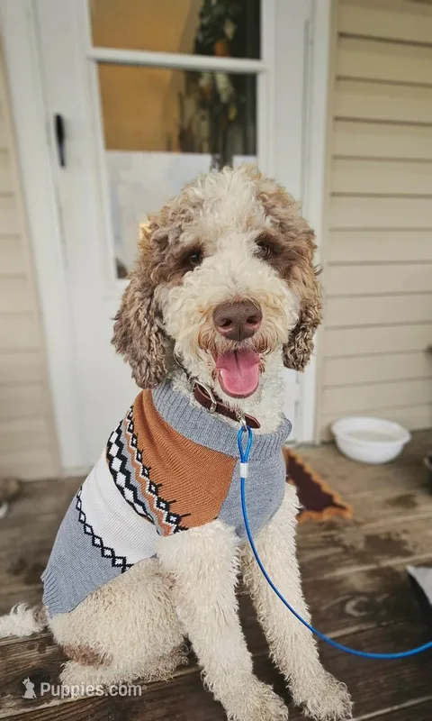 Gunndy  – Poodle - Standard  puppy for sale in Graham, NC