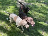 Gunndy , a male Poodle - Standard  for sale in Graham, NC – Photo 2 of 2