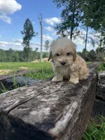 Fritzzy, a female Miniature Goldendoodle for sale in Graham, NC – 3 of 4