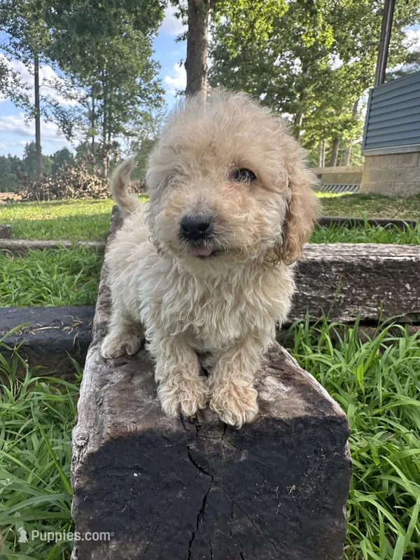 Benny  – Poodle - Toy , Miniature Goldendoodle puppy for sale in Graham, NC
