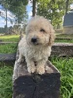 Benny , a male Poodle - Toy  and Miniature Goldendoodle for sale in Graham, NC – 1 of 3
