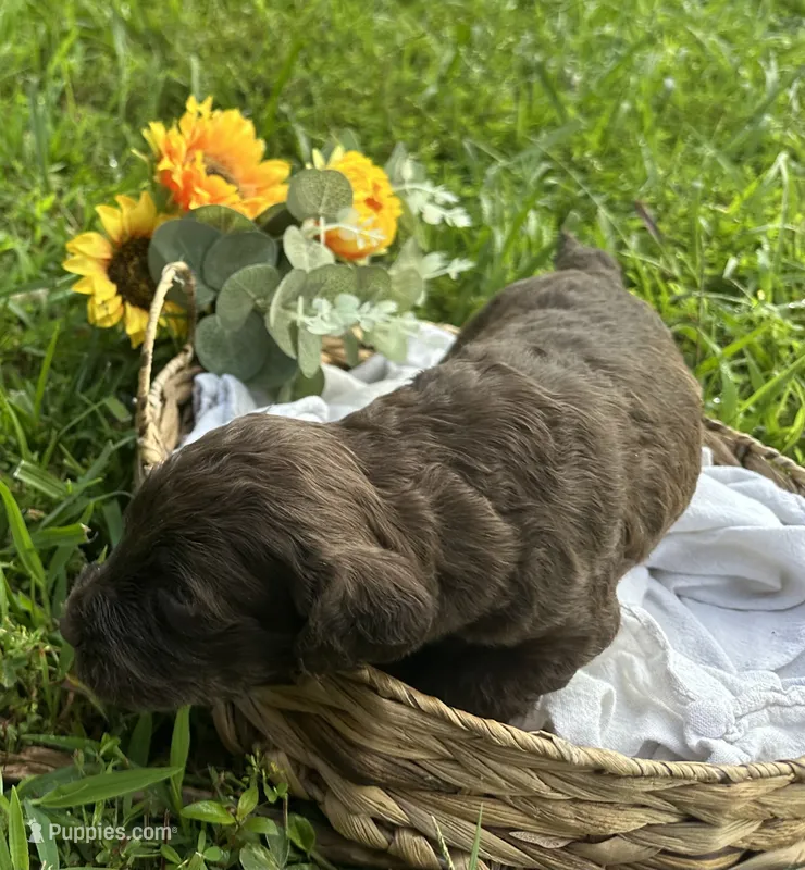 Reo – Goldendoodle puppy for sale in Morehead, KY