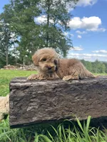 Dex, a male Miniature Goldendoodle for sale in Graham, NC – 3 of 3