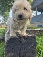 Benny , a male Poodle - Toy  and Miniature Goldendoodle for sale in Graham, NC – 2 of 3