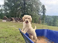 Pecan , a male Goldendoodle and Poodle - Standard  for sale in Morehead, KY – 3 of 3