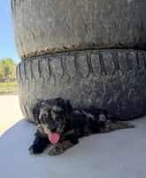 Blue , a male Miniature Goldendoodle for sale in Morehead, KY – 5 of 6