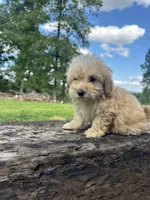 Fritzzy, a female Miniature Goldendoodle for sale in Graham, NC – 4 of 4
