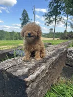 Charlie , a male Miniature Goldendoodle for sale in Graham, NC – 4 of 5