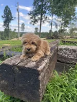 Dex, a male Miniature Goldendoodle for sale in Graham, NC – 2 of 3