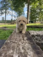Benny , a male Poodle - Toy  and Miniature Goldendoodle for sale in Graham, NC – 3 of 3