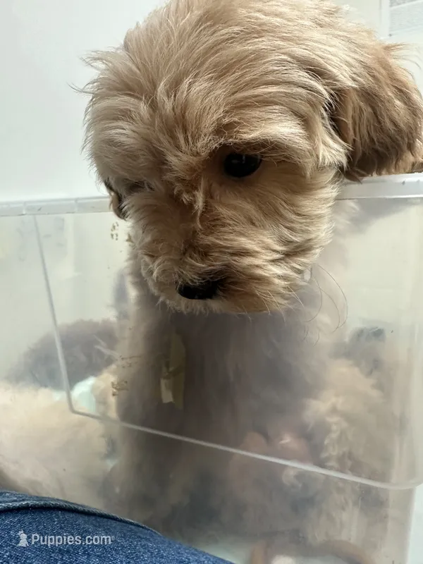 Peanut  – Miniature Goldendoodle puppy for sale in Graham, NC