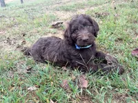 Hershey, a male Goldendoodle and Poodle - Standard  for sale in Morehead, KY – 3 of 3