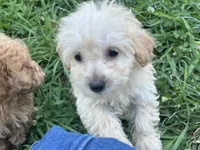 Bell , a female Miniature Goldendoodle for sale in Graham, NC – 4 of 5