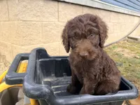 Cinnamon, a female Goldendoodle and Poodle - Standard  for sale in Morehead, KY – 2 of 3