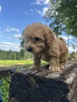 Peanut , a male Miniature Goldendoodle for sale in Graham, NC – 2 of 6