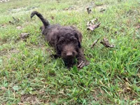Nutmeg , a female Goldendoodle and Poodle - Standard  for sale in Morehead, KY – 3 of 3