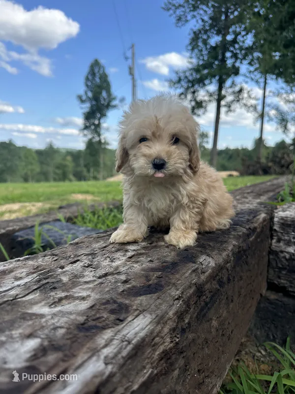 Fritzzy – Miniature Goldendoodle puppy for sale in Graham, NC